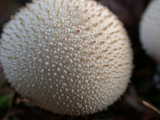 lycoperdon perlatum
